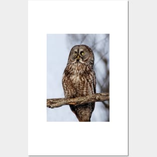 Great Grey Owl Posters and Art